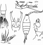 Image result for "labidocera Scotti". Size: 180 x 185. Source: copepodes.obs-banyuls.fr