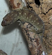 Afbeeldingsresultaten voor "trachyrhynchus Murrayi". Grootte: 176 x 185. Bron: www.reptarium.cz