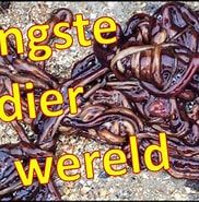 Image result for langste snoerworm. Size: 182 x 185. Source: www.youtube.com