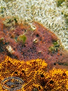 Afbeeldingsresultaten voor Styelidae. Grootte: 139 x 185. Bron: www.chaloklum-diving.com