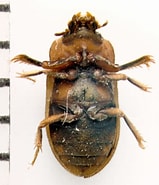 Image result for Heteropiidae. Size: 159 x 185. Source: bugguide.net