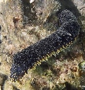 Afbeeldingsresultaten voor "Holothuria coluber". Grootte: 174 x 185. Bron: www.snorkeling-report.com