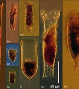 Afbeeldingsresultaten voor "Xystonellopsis Favata". Grootte: 164 x 185. Bron: www.researchgate.net