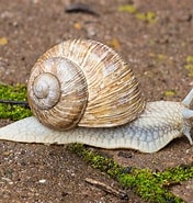 Image result for Mollusca. Size: 176 x 185. Source: pxhere.com