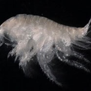 Image result for "urothoe Marina". Size: 186 x 185. Source: www.marinespecies.org