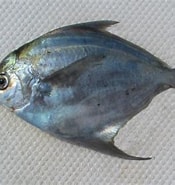 Afbeeldingsresultaten voor Stromateidae. Grootte: 175 x 185. Bron: mexican-fish.com