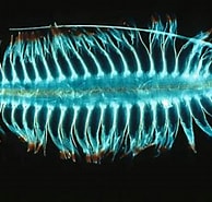 Image result for "tomopteris Dunckeri". Size: 194 x 175. Source: www.dailydot.com