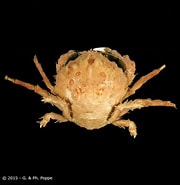 Image result for Lauridromia dehaani Rijk. Size: 180 x 185. Source: www.crustaceology.com