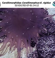 Image result for Corallimorphidae. Size: 176 x 185. Source: www.ncei.noaa.gov