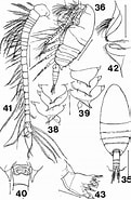 Image result for "paracomantenna Minor". Size: 121 x 185. Source: copepodes.obs-banyuls.fr