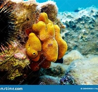Image result for Aplysinidae. Size: 199 x 185. Source: www.dreamstime.com