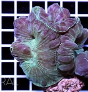 Image result for Turbinaria Plerogyra. Size: 176 x 185. Source: www.coral.zone