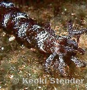 Image result for "polyplectana Kefersteini". Size: 180 x 141. Source: www.marinelifephotography.com
