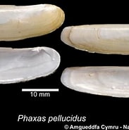 Image result for "phaxas Pellucidus". Size: 183 x 169. Source: naturalhistory.museumwales.ac.uk