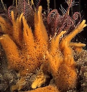 Image result for Amphilectus fucorum Familie. Size: 176 x 185. Source: www.britishmarinelifepictures.co.uk