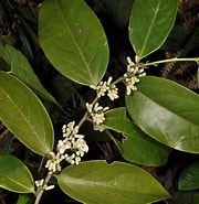 Image result for "conchoecia Imbricata". Size: 180 x 185. Source: phytoimages.siu.edu