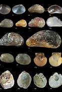 Afbeeldingsresultaten voor Ovale parelmoerneut. Grootte: 124 x 185. Bron: www.researchgate.net