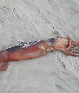 Bildresultat för "todarodes Sagittatus". Storlek: 156 x 185. Källa: www.beachexplorer.org