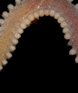 Afbeeldingsresultaten voor Sphaerodoridae. Grootte: 154 x 185. Bron: www.aphotomarine.com