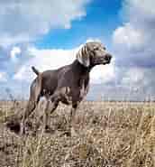 Image result for World Dansk Fritid Husdyr hunde racer stående Jagthunde Pointer. Size: 172 x 185. Source: jaegernesmagasin.dk