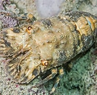 Image result for "scyllarus Arctus". Size: 189 x 185. Source: www.juzaphoto.com
