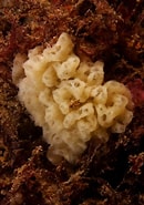 Image result for "clathrina Cerebrum". Size: 130 x 185. Source: www.inaturalist.org