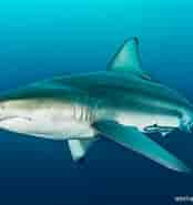 Oceanic Blacktip Shark 的图像结果.大小：174 x 185。 资料来源：oceana.org