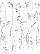 Bildresultat för Temorites elongata Stam. Storlek: 140 x 185. Källa: copepodes.obs-banyuls.fr