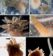 Image result for Diadumenidae infraorder. Size: 175 x 185. Source: www.researchgate.net