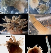 Image result for Diadumenidae Verwante Zoekopdrachten. Size: 177 x 185. Source: www.researchgate.net