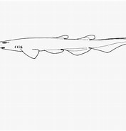 Afbeeldingsresultaten voor "apristurus Investigatoris". Grootte: 177 x 185. Bron: shark-references.com
