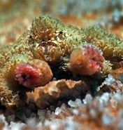 Image result for "polydectus Cupulifer". Size: 176 x 185. Source: aquainfo.org