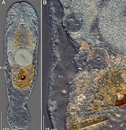 Image result for Otocelididae. Size: 180 x 185. Source: zenodo.org