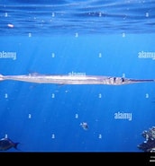 Image result for "tylosurus Choram". Size: 172 x 185. Source: www.alamy.com