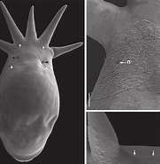 Afbeeldingsresultaten voor "homoioplax Haswelli". Grootte: 181 x 185. Bron: www.researchgate.net