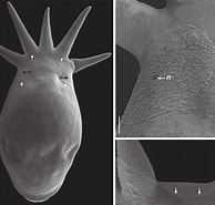 Afbeeldingsresultaten voor "homoioplax Haswelli". Grootte: 194 x 185. Bron: www.researchgate.net