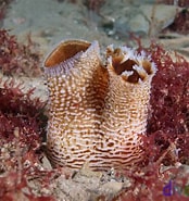 Afbeeldingsresultaten voor Zirfaea pilsbryi. Grootte: 174 x 185. Bron: diver.net