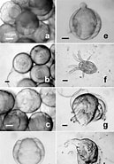Image result for Nematoscelis microps Stam. Size: 129 x 185. Source: www.researchgate.net