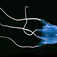 Image result for Australian zeewesp. Size: 186 x 185. Source: diertjevandedag.be