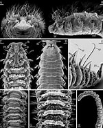Image result for "spiophanes Urceolata". Size: 150 x 185. Source: www.researchgate.net