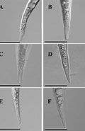 Image result for "pseudochirella Fallax". Size: 120 x 185. Source: zookeys.pensoft.net