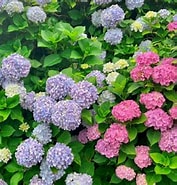 Image result for あじさい屋＜徳島. Size: 177 x 185. Source: www.nhk.or.jp