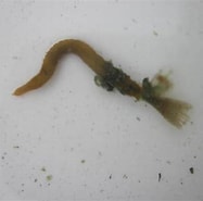 Image result for "bispira Crassicornis". Size: 187 x 185. Source: www.inaturalist.org