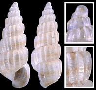 Afbeeldingsresultaten voor "lipobranchus Jeffreys Ii". Grootte: 197 x 185. Bron: www.idscaro.net
