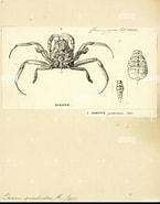 Afbeeldingsresultaten voor Dorippe quadridens Stam. Grootte: 145 x 185. Bron: www.alamy.com