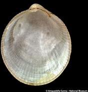 Afbeeldingsresultaten voor "crenella Decussata". Grootte: 177 x 185. Bron: naturalhistory.museumwales.ac.uk