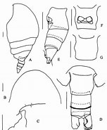 Afbeeldingsresultaten voor "tharybis Asymmetrica". Grootte: 152 x 185. Bron: copepodes.obs-banyuls.fr