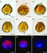 Afbeeldingsresultaten voor "bysmatrum Subsalsum". Grootte: 164 x 185. Bron: www.researchgate.net