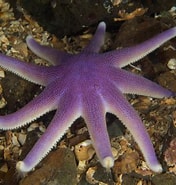 Image result for "solaster Endeca". Size: 176 x 185. Source: www.britishmarinelifepictures.co.uk