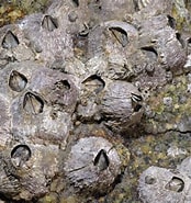 Afbeeldingsresultaten voor Tetraclita stalactifera Orde. Grootte: 174 x 185. Bron: www.rocknreefsshop.com